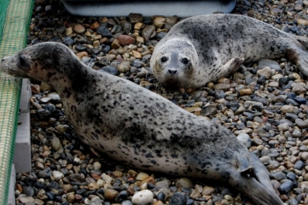 Бейби-бум начался у пятнистых тюленей Дальневосточного морского заповедника