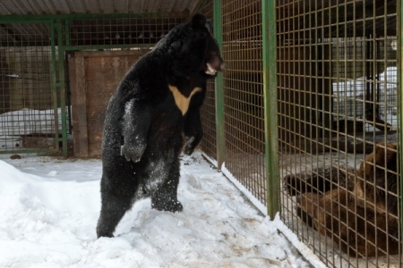 Гималайский медвежонок вернулся в тайгу после года реабилитации в Приморье
