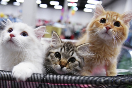 Пензенский торговый центр эвакуировали из-за коробки с котятами
