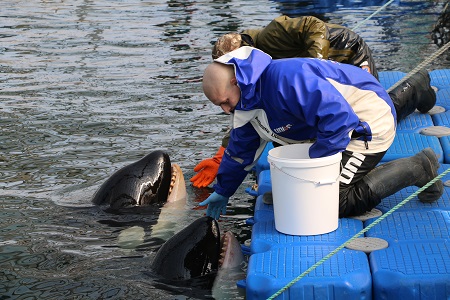 Эксперты взяли анализы крови у косаток в приморской "китовой тюрьме"