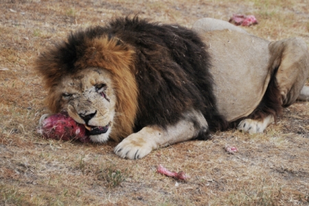 Лев Цезарь из самарского зоопарка получит на день рождения "мясную пиньяту"