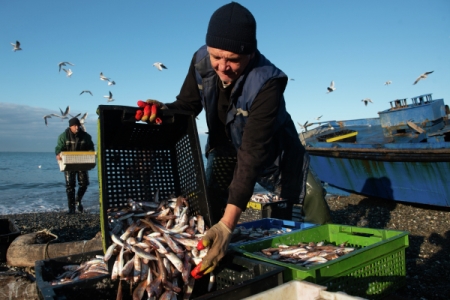 Более 50 рыбопромысловых участков в Ростовской области переданы в пользование на конкурсной основе
