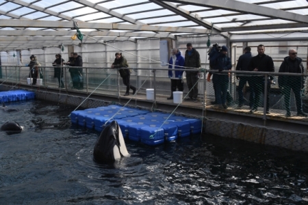 Власти, ученые и коммерсанты подписали соглашение о сотрудничестве по животным из "китовой тюрьмы"