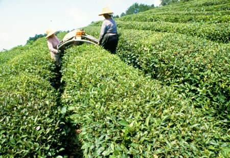 Мацестинская чайная фабрика планирует экспортировать чай в Сербию