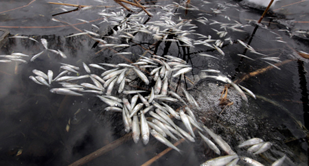 Массовая гибель рыбы зафиксирована в притоке реки Ангары под Иркутском