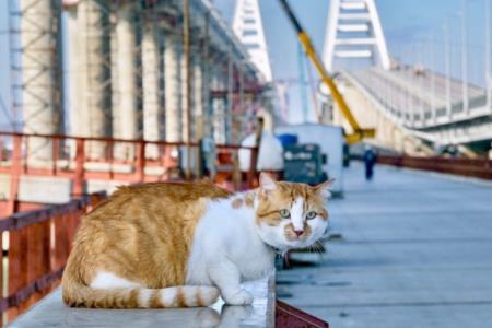 Кот Крымского моста задумался над памятником себе