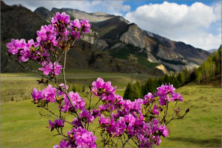 Праздник, посвященный цветению маральника, пройдет в Алтайском крае