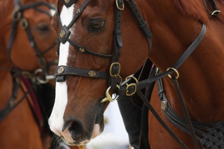 Причину массовой гибели лошадей после ветеринарной обработки выясняют в Хакасии