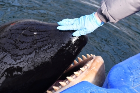 Сахалинские власти поддержали мнение экологов о запрете отлова китов