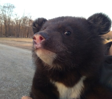 Очередного осиротевшего медвежонка доставили в центр реабилитации в Приморье