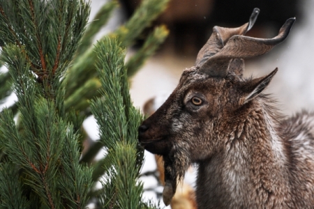 Посетители красноярского зоопарка до смерти закормили винторого козла