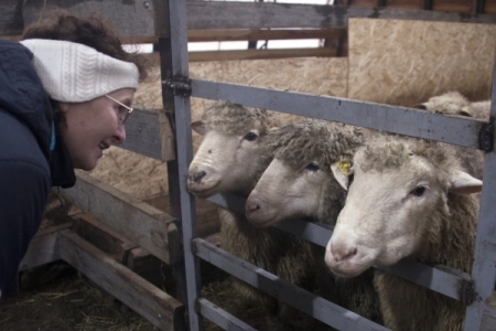 Свердловский фермер заплатит более 100 тыс. рублей за разбитую по вине его овец машину