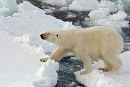Угодившего на север Камчатки белого медведя эвакуировали вертолетом МЧС на Чукотку