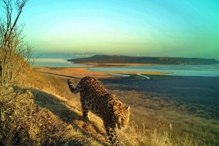 Дикие леопард и тигр сфотографированы на территории нацпарка в Приморье