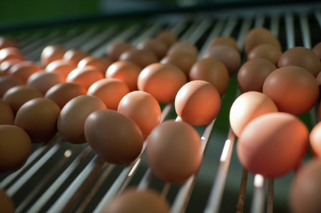 Свыше 200 млн яиц продадут на Пасху в Подмосковье