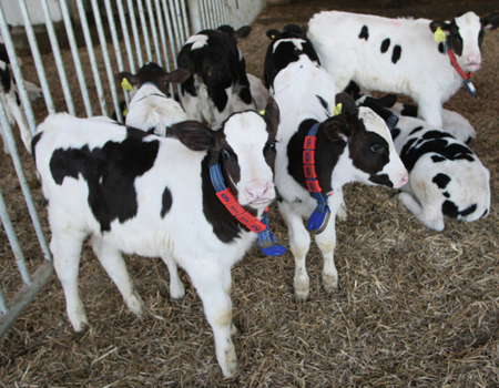 Молочная ферма стоимостью более 1 млрд руб. введена в Тюменской области