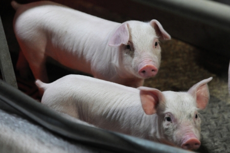 Экологи вновь уличили калининградский свинокомплекс в незаконном сливе навоза