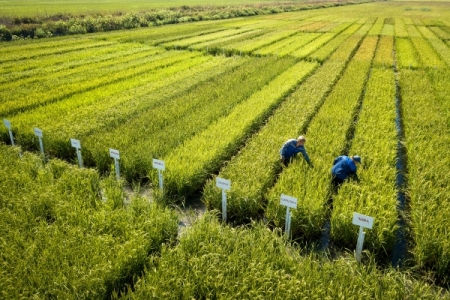 Краснодарский край приступил к севу риса, увеличив площади на 7%