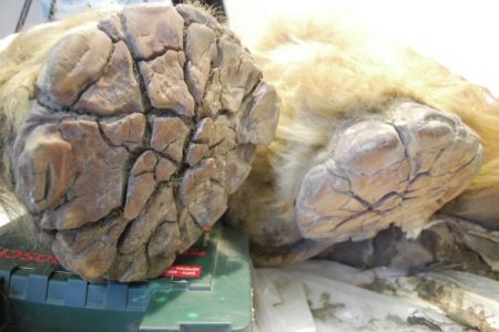 Ученые обнаружили в Якутии хорошо сохранившиеся останки древних существ