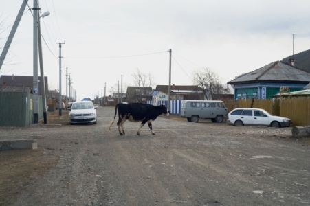 Почти 2 тыс. коров, 15 тыс. овец и коз погибло во время пожаров в Забайкалье