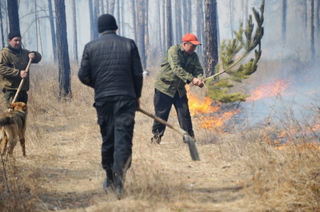 Десять лесных пожаров зарегистрировано в Алтайском крае за сутки