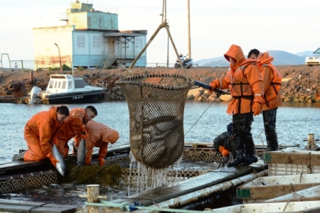 Улов лососей на Дальнем Востоке в 2019 г. может превысить 460 тыс. тонн