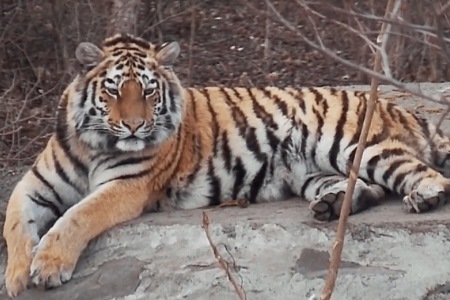 Выпущенные после реабилитации тигры Павлик и Елена начали осваивать леса в Приамурье