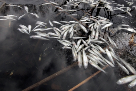 Челябинские экологи расследуют причины гибели рыбы в реке Миасс