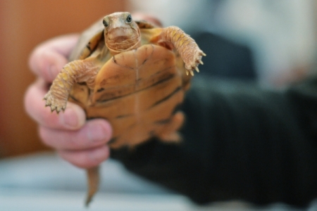 Более 4 тыс. живых черепах задержали на границе в Оренбуржье