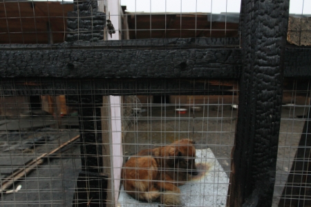 Почти 300 кошек и семь собак эвакуировали из горящего приюта для животных в Петербурге