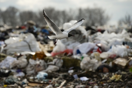Экотехнопарк "Шиес" планирует принимать мусор со всего Ленского района Поморья