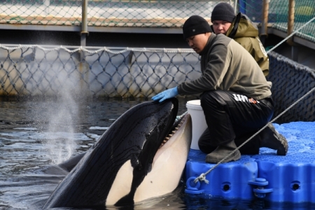 Косаток из "китовой тюрьмы" выпустят в Охотском море - Минпророды РФ
