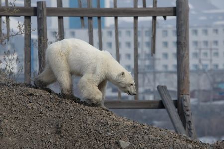 Специалисты поймали истощенную белую медведицу, скитавшуюся по Норильску