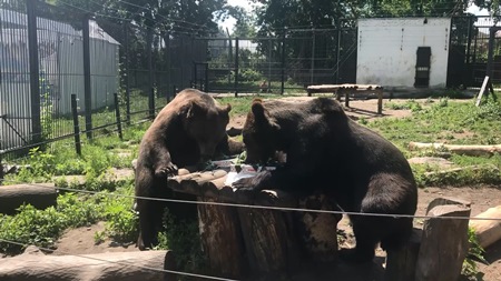 Медведей из пензенского зоопарка в жару угостили пломбиром