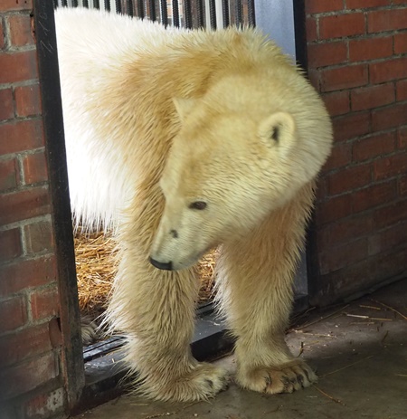 Спасенная в Норильске белая медведица ела камни, фольгу и целлофан - ветеринары