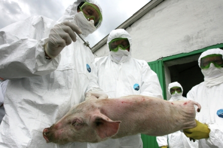 Опасные бактерии найдены в двух тоннах свинины, прибывшей в Красноярск из Республики Алтай