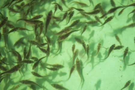 Сахалинские рыбоводы выпустят в реки региона около 900 млн штук мальков лососей