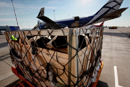 Партия коров голштинской породы доставлена самолетом в Приморье