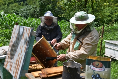 Массовая гибель пчел зафиксирована в Марий Эл