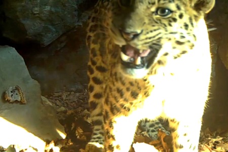 Неизвестный леопард попал в объектив фотоловушки в заповеднике Приморья