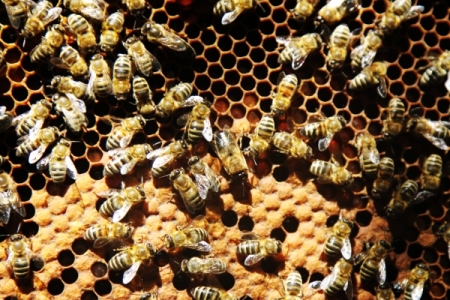 Алтайский губернатор поручил помочь пчеловодам из-за небывалой массовой гибели пчел