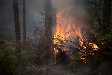 Лес на площади почти 30 га горит в ХМАО