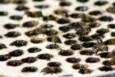 Минэкономразвития: причина гибели пчел - в неурегулированности вопросов применения агрохимикатов