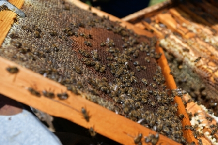 Убытки от массовой гибели пчел в регионах не были застрахованы