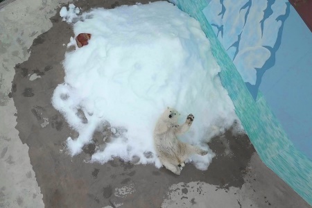 Медведица из нижегородского зоопарка получила в подарок гору снега