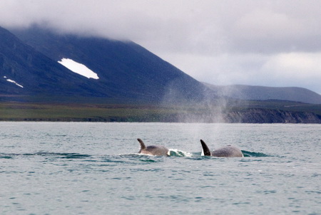 Ученые пересчитали краснокнижных китов у берегов Камчатки