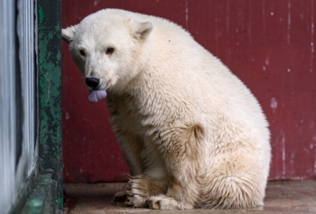 Метеорологов на острове Вайгач оградили от назойливых белых медведей