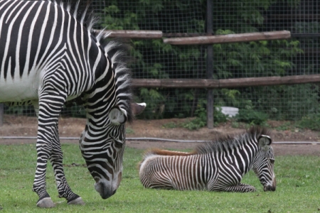 Детеныш зебры появился на свет в нижегородском зоопарке