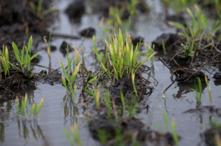 Более 20 тысяч гектаров сельхозугодий подтоплено в Приморье