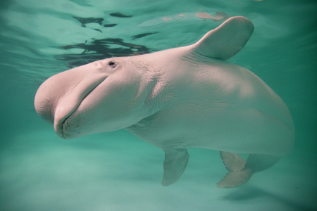 Greenpeace обеспокоен сроками выпуска животных из "китовой тюрьмы"